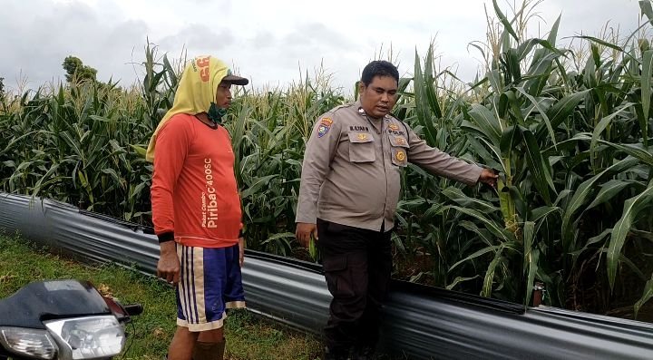 Perkuat Ketahanan Pangan, Polsek Dukun Kawal Langsung Perkembangan Lahan Jagung di Petiyintunggal