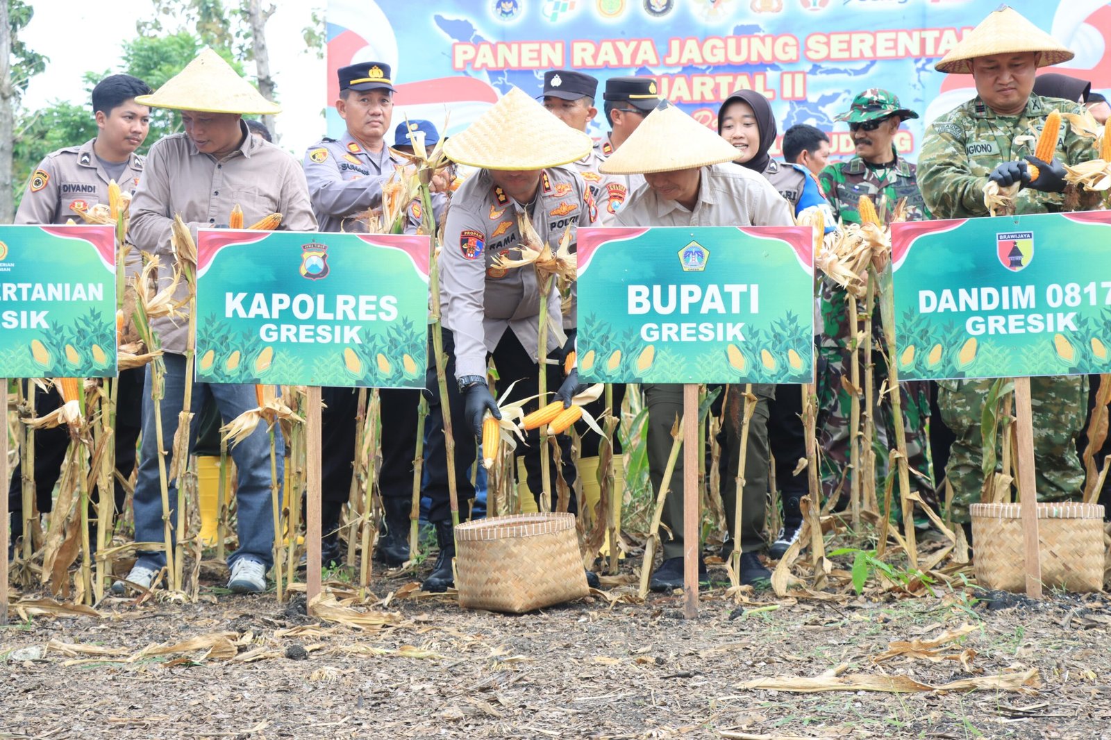 Dukung Ketahanan Pangan Nasional, Polres Gresik Sukses Panen Raya Jagung 80 Ton di Panceng dan Salurkan Bantuan untuk Petani