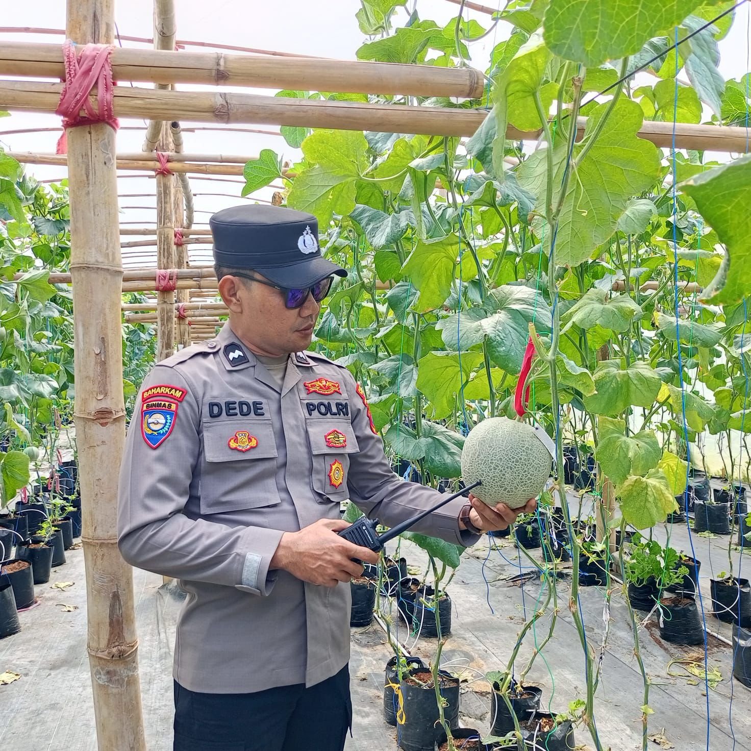 Dukung Swasembada Pangan, Polsek Manyar Dampingi Budidaya Melon di Sukomulyo