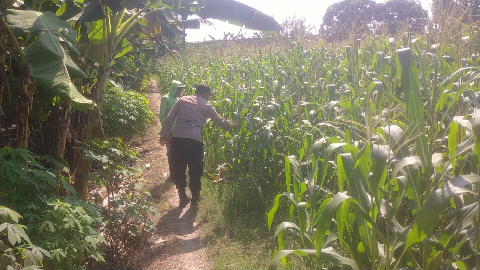 Turun Ke sawah, Bhabinkamtibmas Desa Babatan Pantau Perkembangan Tanaman Jagung