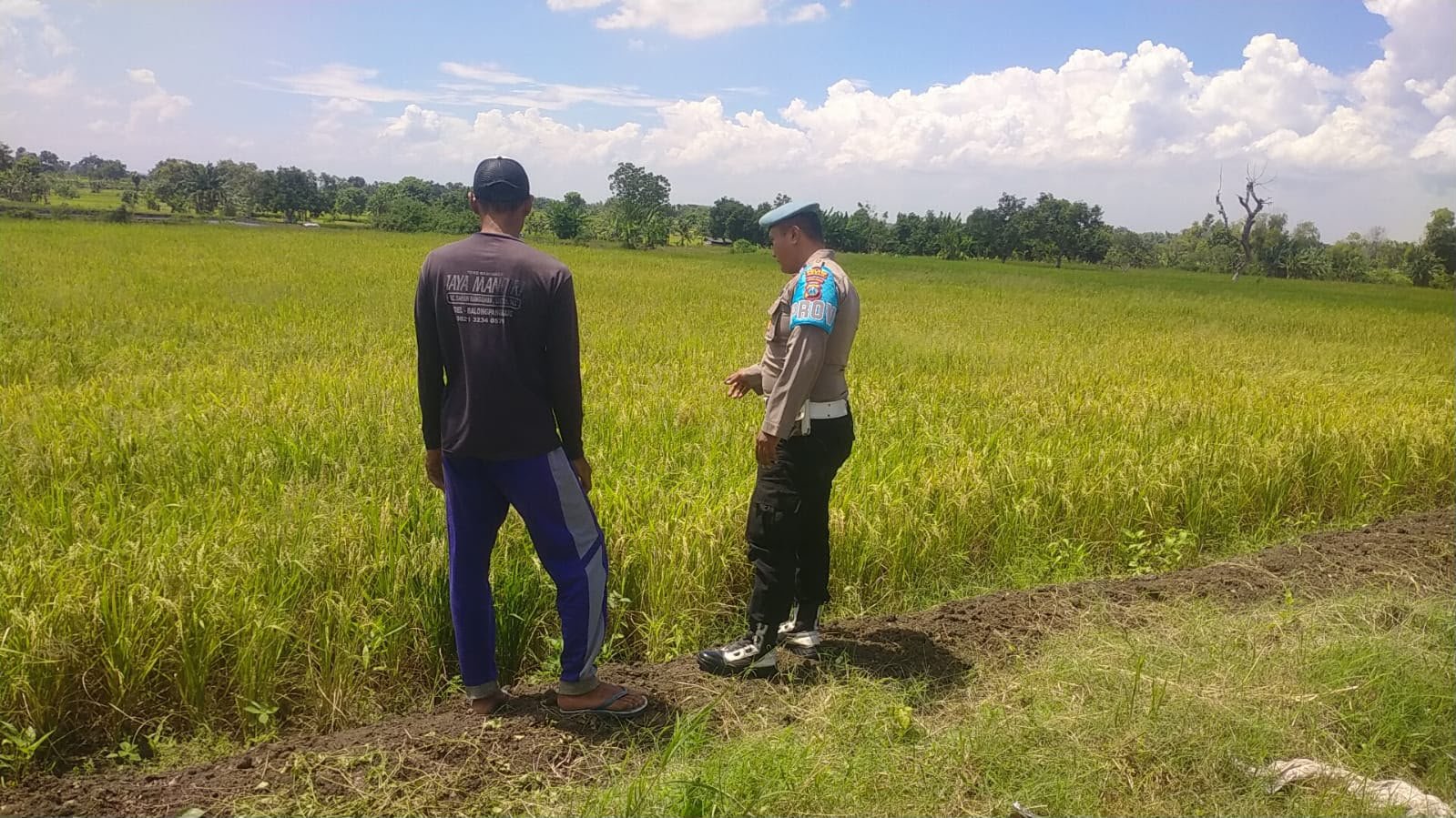 Monitoring Tanaman Padi di Babatan, Polres Gresik Perkuat Dukungan Ketahanan Pangan Nasional