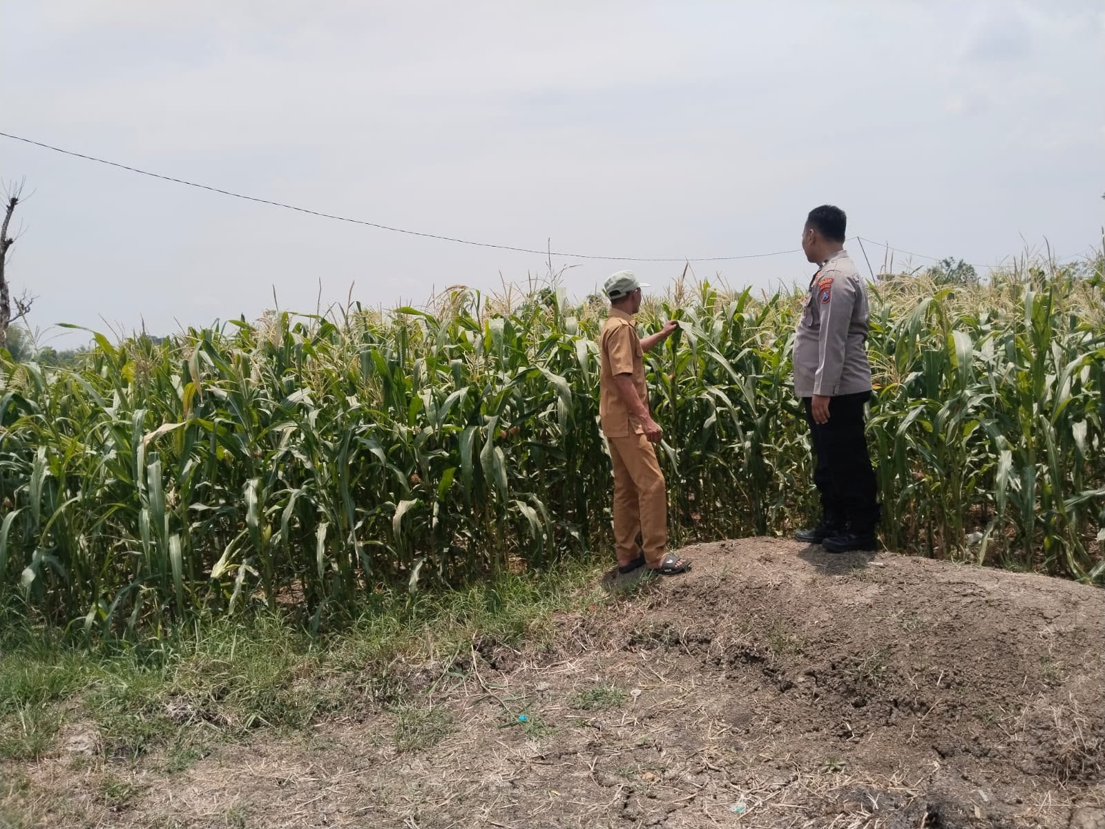 Perkuat Ketahanan Pangan, Bhabinkamtibmas Bersaya petani Tanaman Jagung di Benjeng