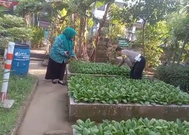 Dukung Swasembada Pangan, Jajaran bhabinkamtibmas Pantau Tanaman Sawi di Driyorejo