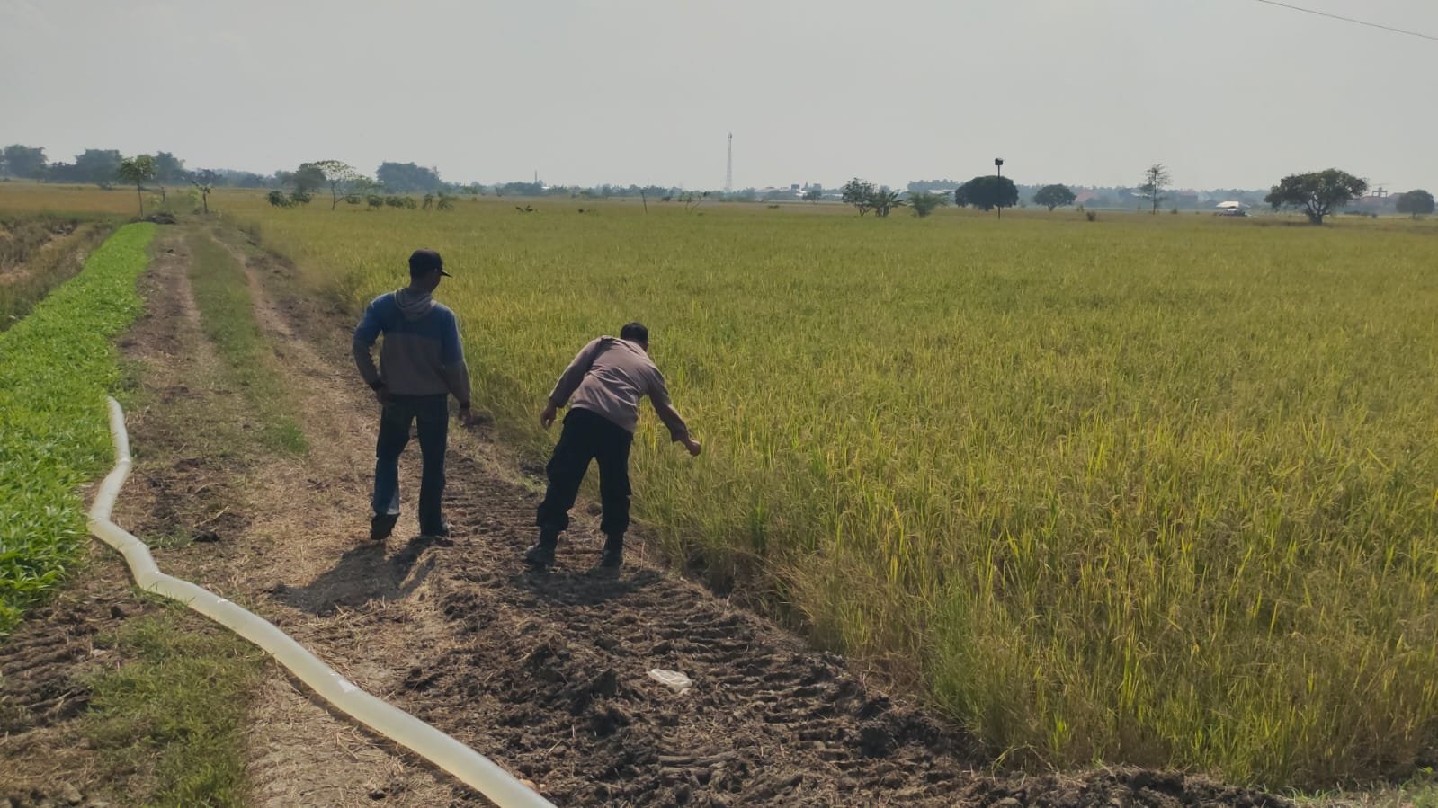 Wujud Kepedulian Polri, Polsek Balongpanggang Dampingi Petani Padi di Gresik
