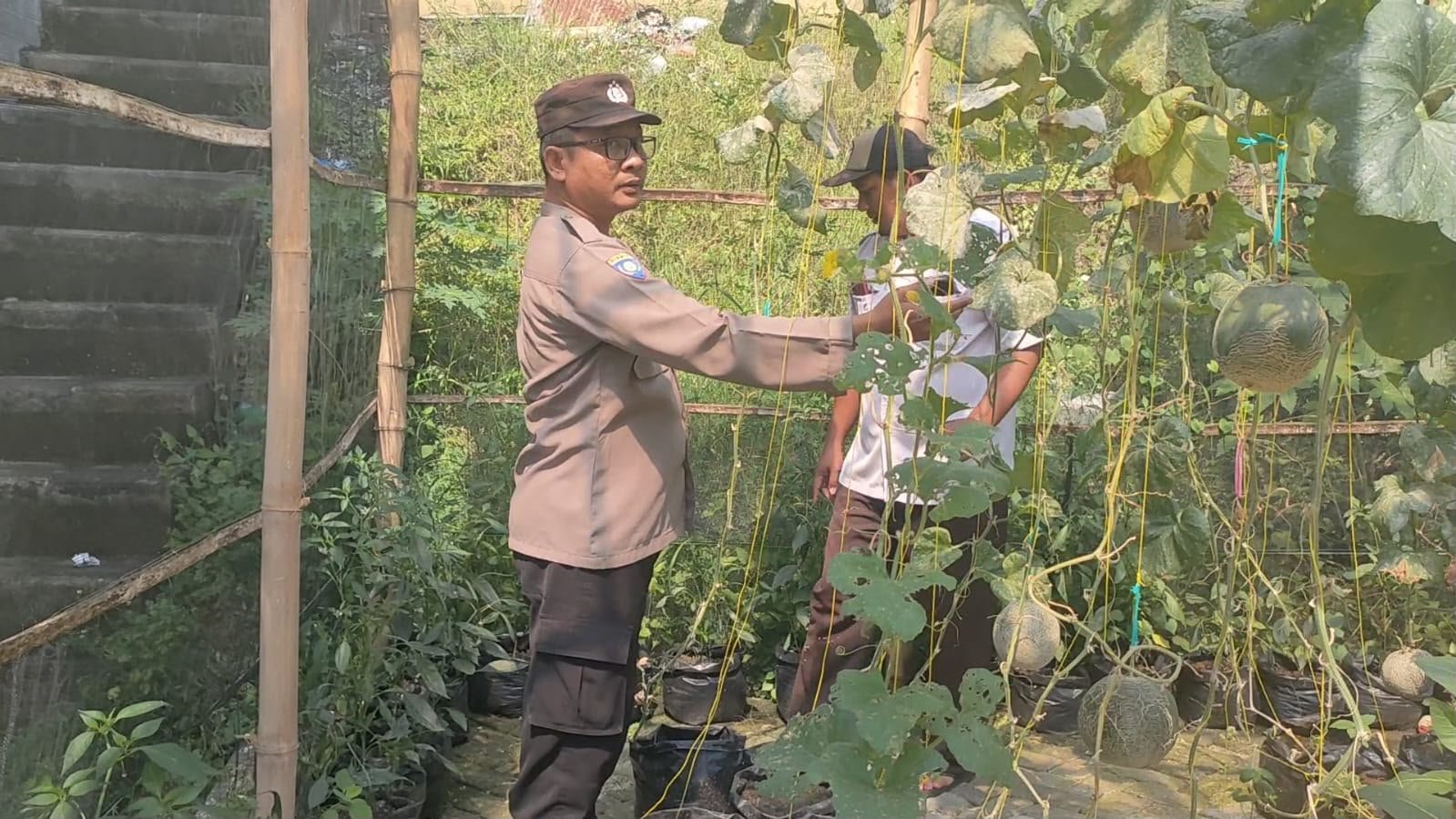 Polsek Sidayu Cek Pertanian Cabai di Sukorejo, Dukung Ketahanan Pangan Nasional