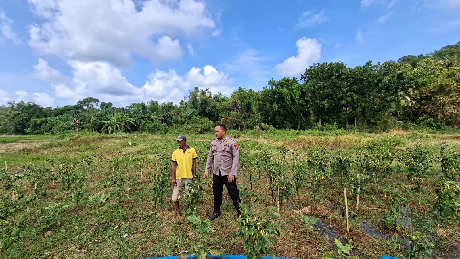 Polri Hadir Dukung Petani, Kapolsek Sangkapura Tinjau Lahan Cabai Demi Swasembada Pangan
