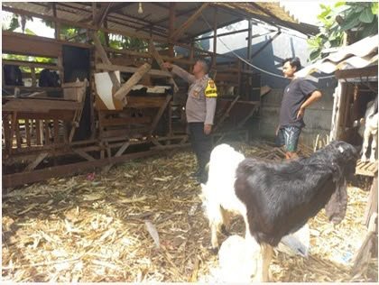 Dukung Swasembada Pangan, Polres Gresik Pantau Peternakan Kambing di Dukun