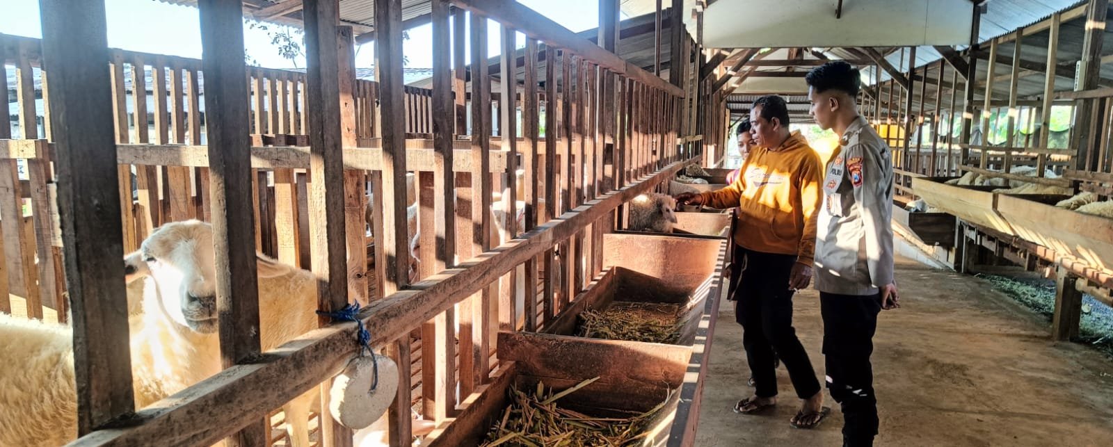 Polsek Panceng Cek Peternakan Kambing di Desa Prupuh, Dukung Program Ketahanan Pangan Nasional