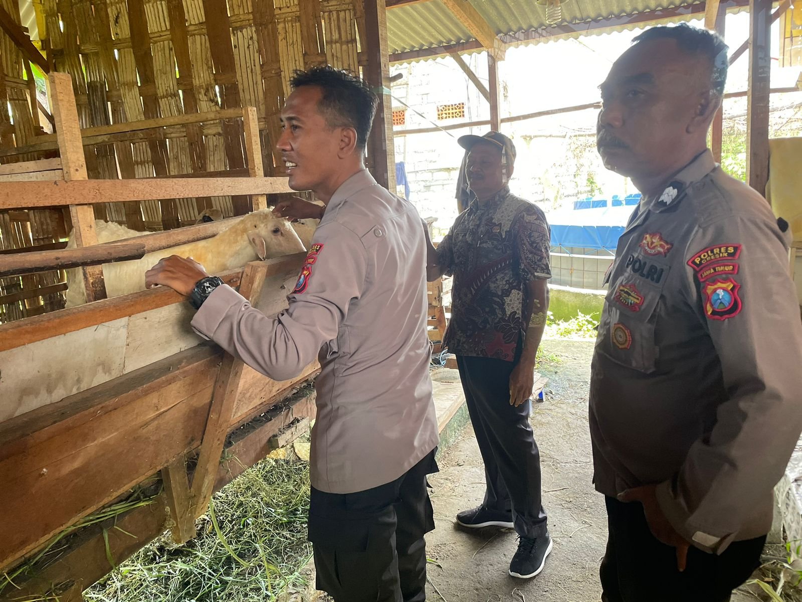 Polsek Manyar Cek Peternakan Kambing di Desa Peganden, Dukung Ketahanan Pangan Nasional