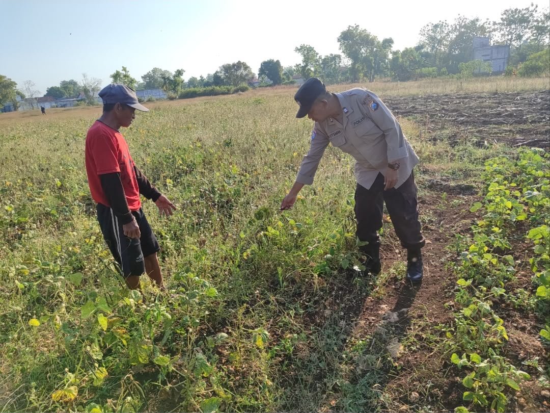 Polsek Bungah Cek Tanaman Kacang Hijau, Dukung Ketahanan Pangan Nasional