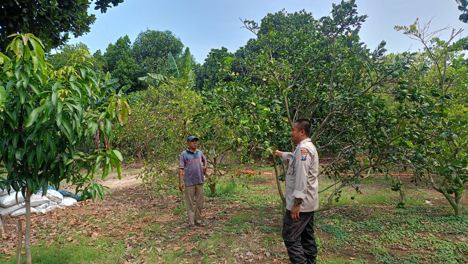 Polsek Dukun Cek Tanaman Jeruk di Desa Tebuwung, Dukung Ketahanan Pangan Nasional