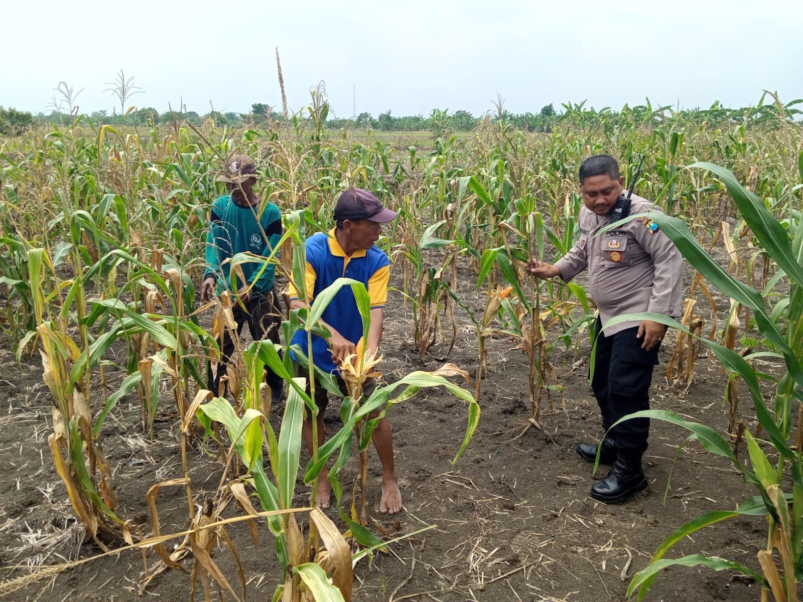 Polsek Cerme Dukung Program Swasembada Pangan, Tanam Jagung Bersama di Desa Sukoanyar