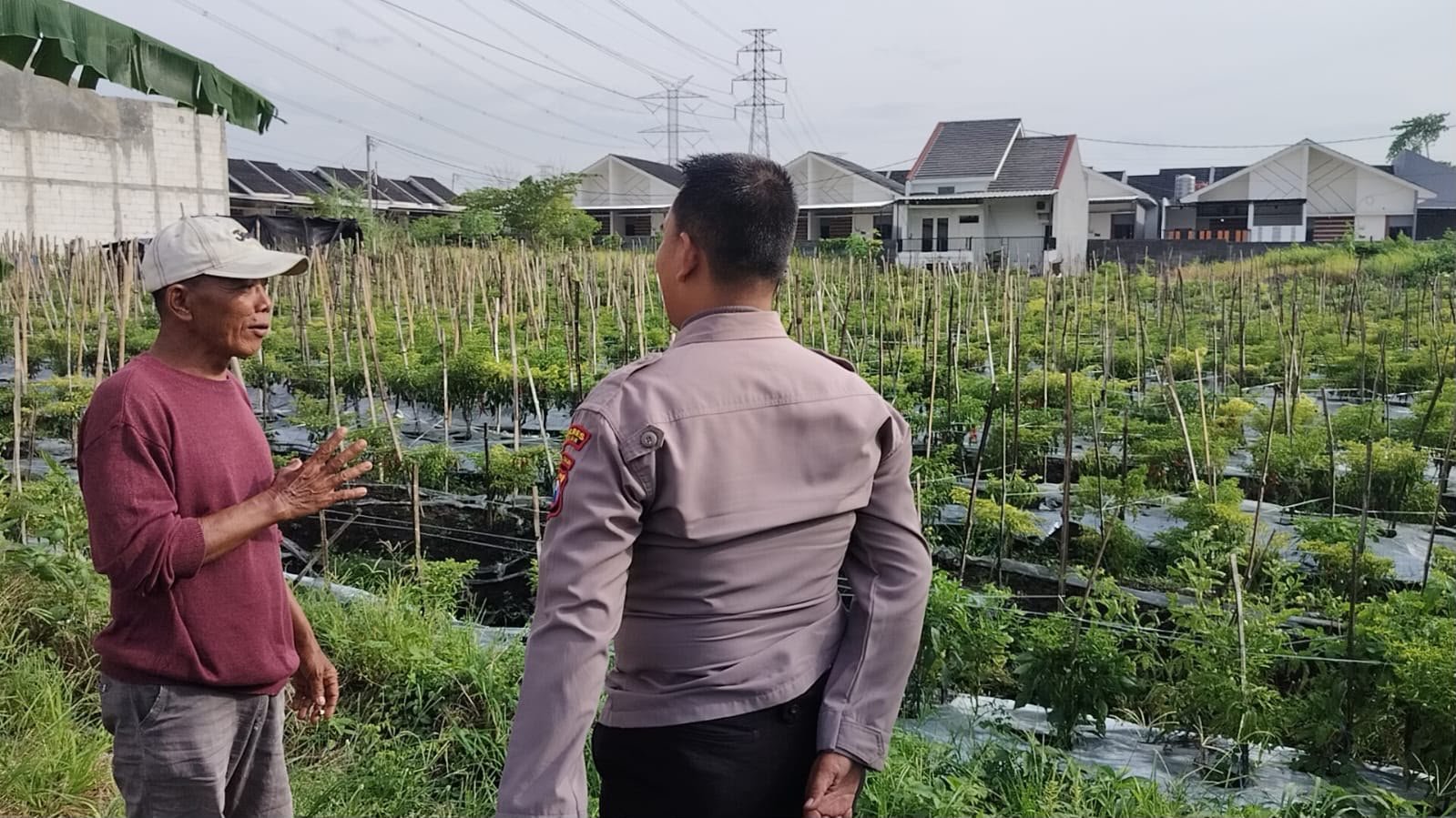 Polri Hadir Dukung Petani, Polsek Menganti Cek Budidaya Cabai di Desa Bringkang