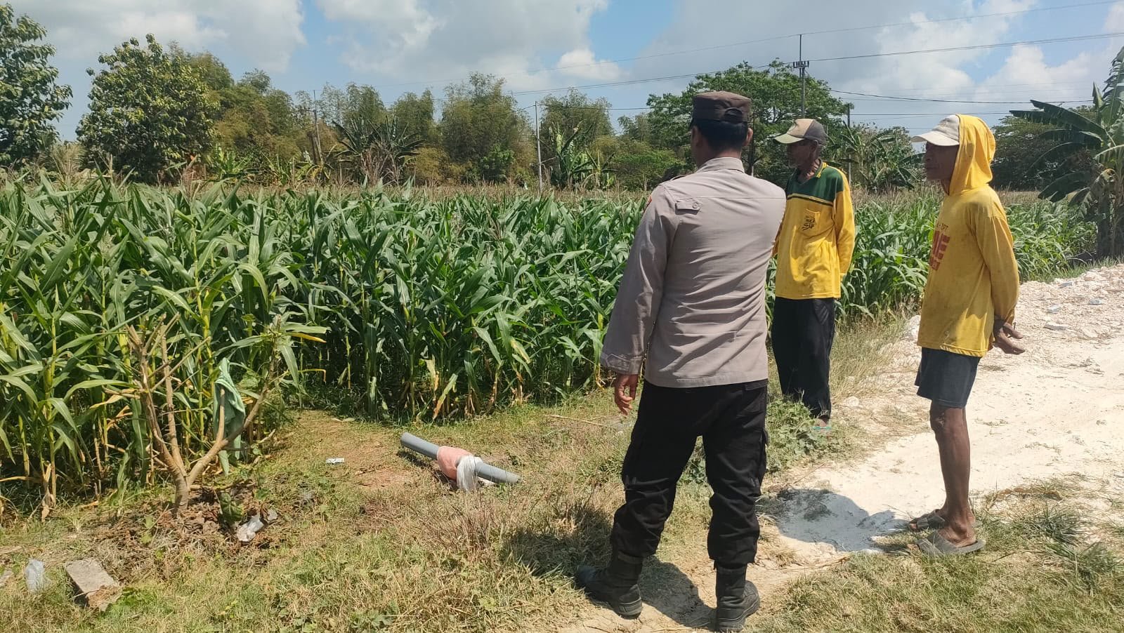 Polres Gresik melalui Polsek Sidayu Perkuat Ketahanan Pangan Lewat Monitoring Tanaman Jagung