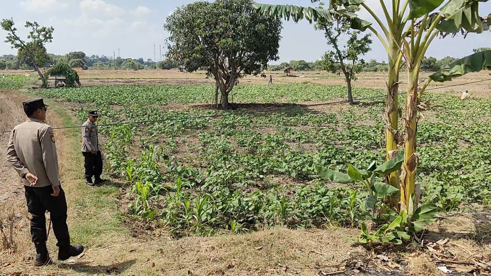 Turun Langsung ke Lahan, Polsek Panceng Dukung Petani Kacang Hijau di Desa Wotan