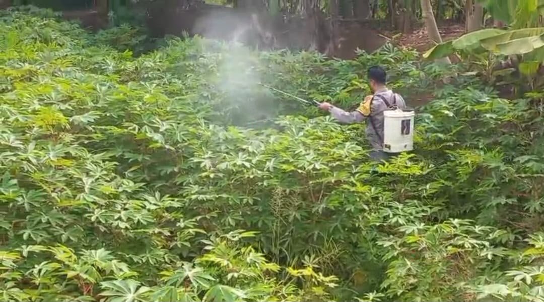 Pertanian Produktif Didorong, Polsek Ujungpangkah Cek Tanaman Ubi di Kebonagung