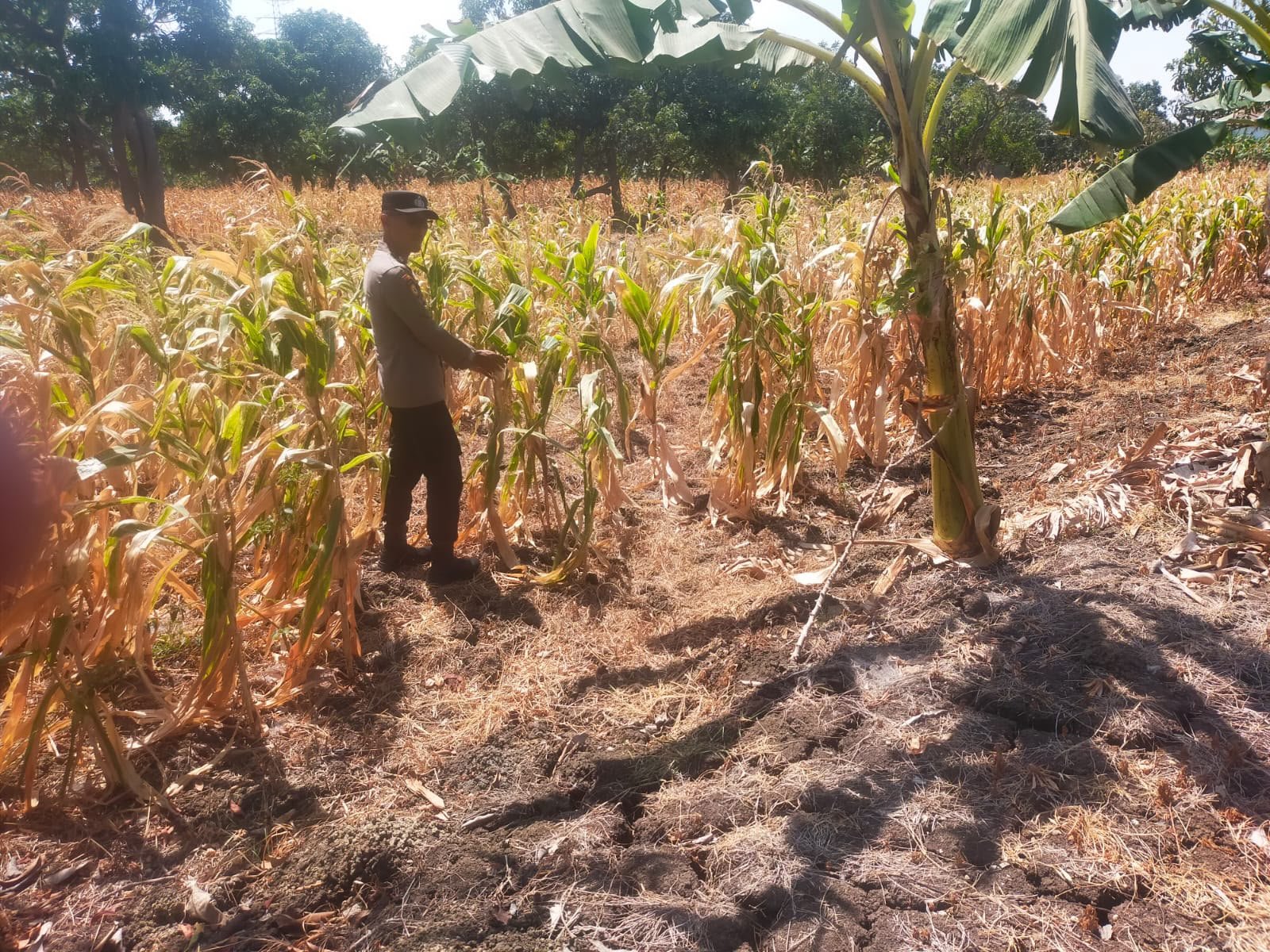 Polsek Manyar Aktif Dampingi Petani, Tanaman Jagung di Pongangan Jadi Sasaran Monitoring