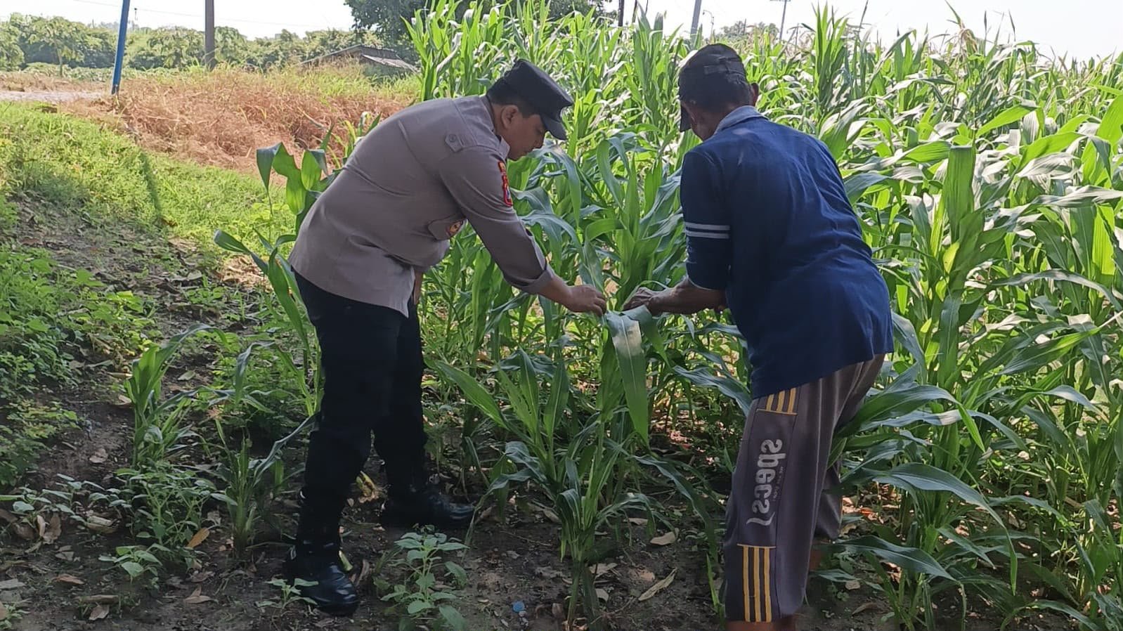 Sinergi Polri dan Petani, Polsek Wringinanom Pantau Budidaya Jagung di Desa Sumengko
