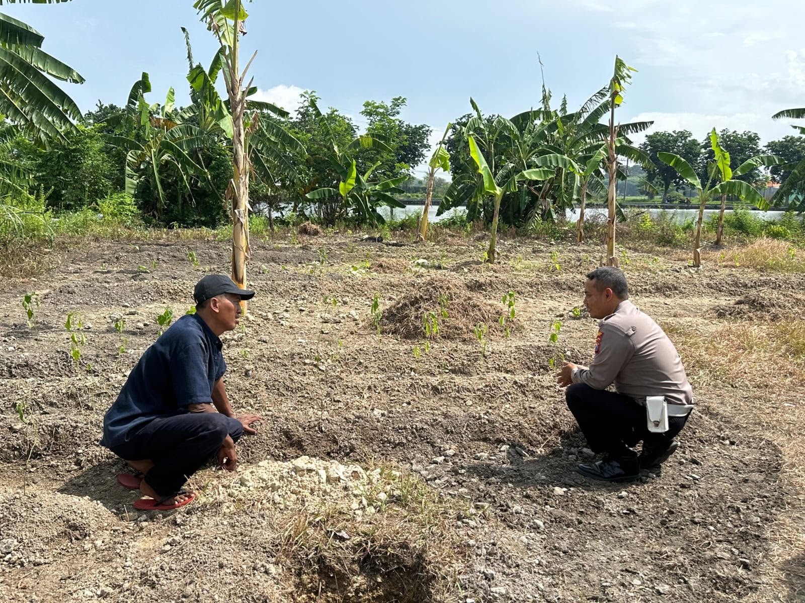 Wujudkan Swasembada Pangan, Polsek Kebomas Aktif Dampingi Petani Jagung