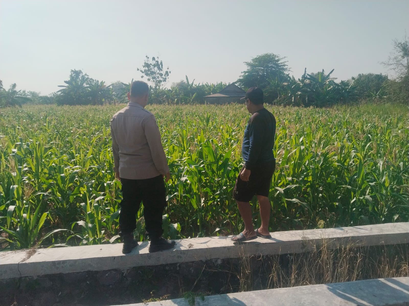 Ketahanan Pangan Jadi Perhatian, Polsek Benjeng Rutin Pantau Tanaman Jagung