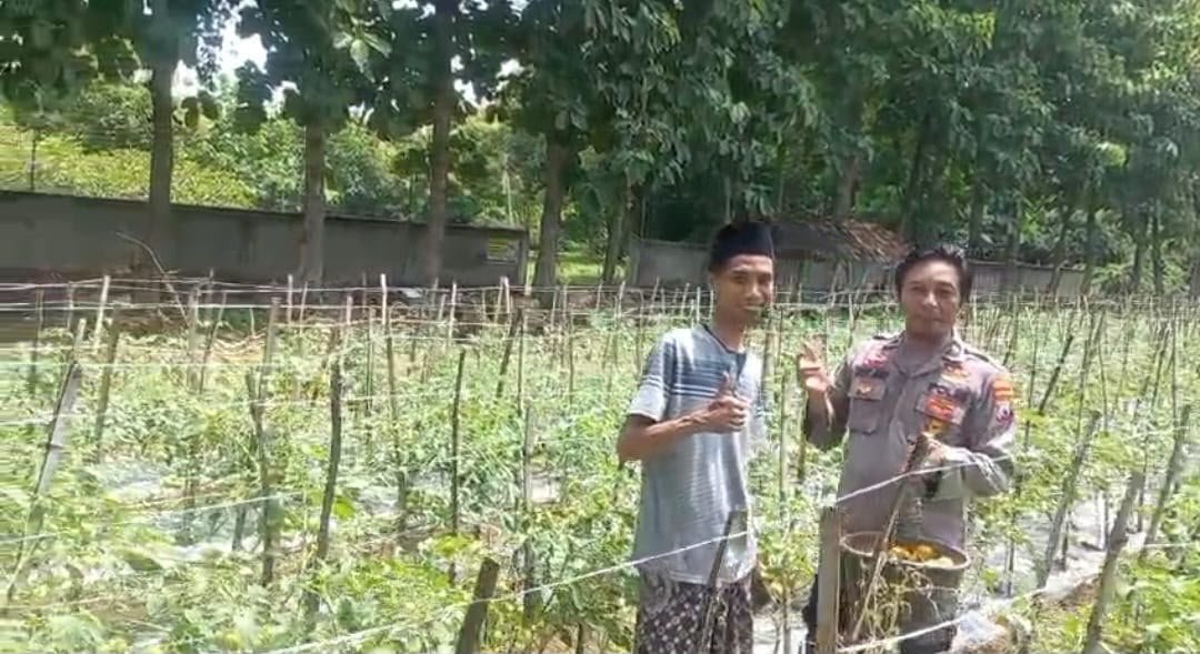Jaga Ketahanan Pangan, Polsek Ujungpangkah Cek Perkembangan Tanaman Tomat Warga