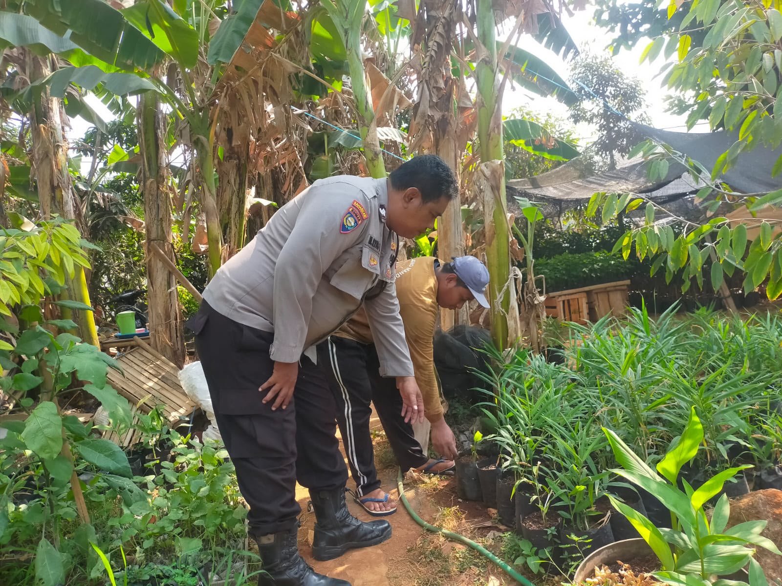Dukung Swasembada Pangan, Polsek Dukun Pantau Budidaya Kencur di Desa Mentaras