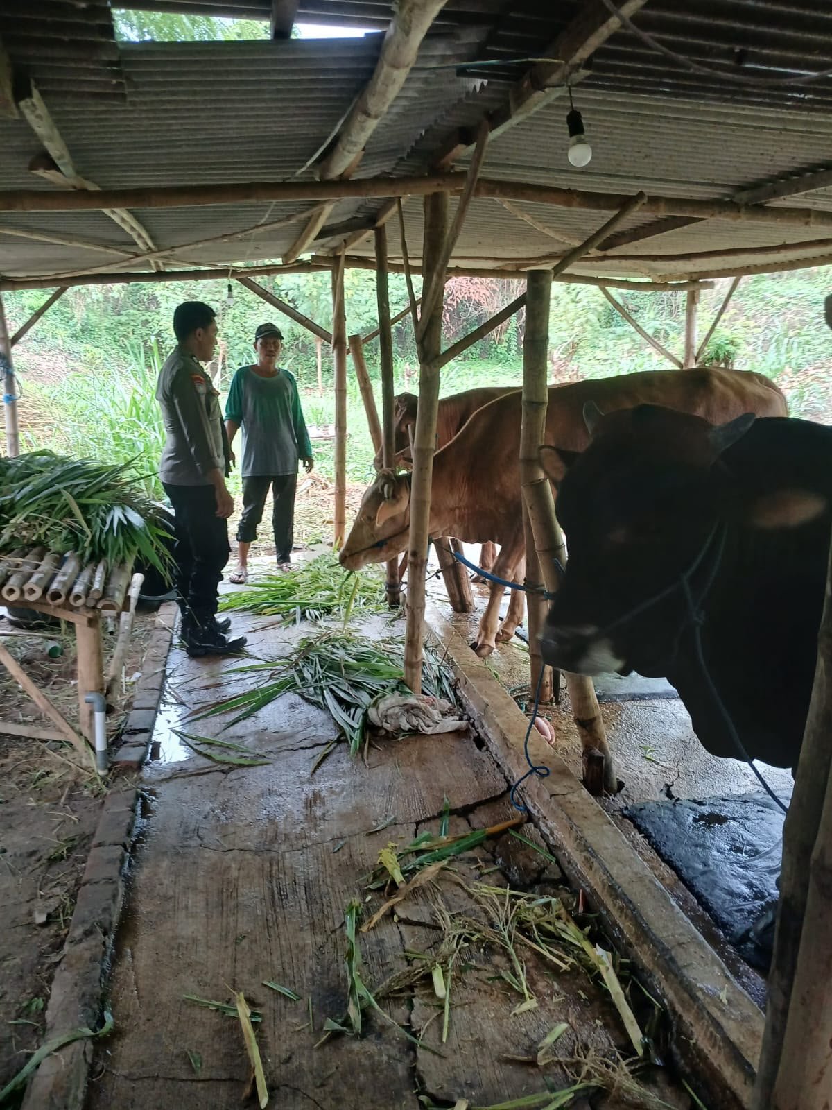 Peternakan Sapi Jadi Potensi Pangan, Polsek Kedamean Lakukan Pemantauan