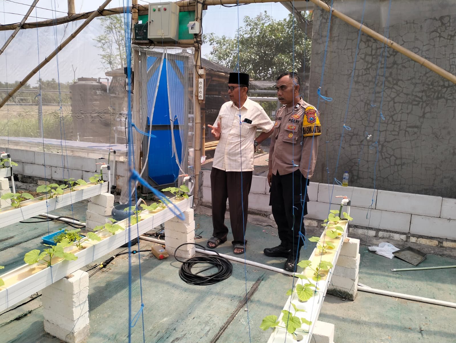 Dukung Petani, Polsek Manyar Cek Perkembangan Budidaya Melon di Desa Suci
