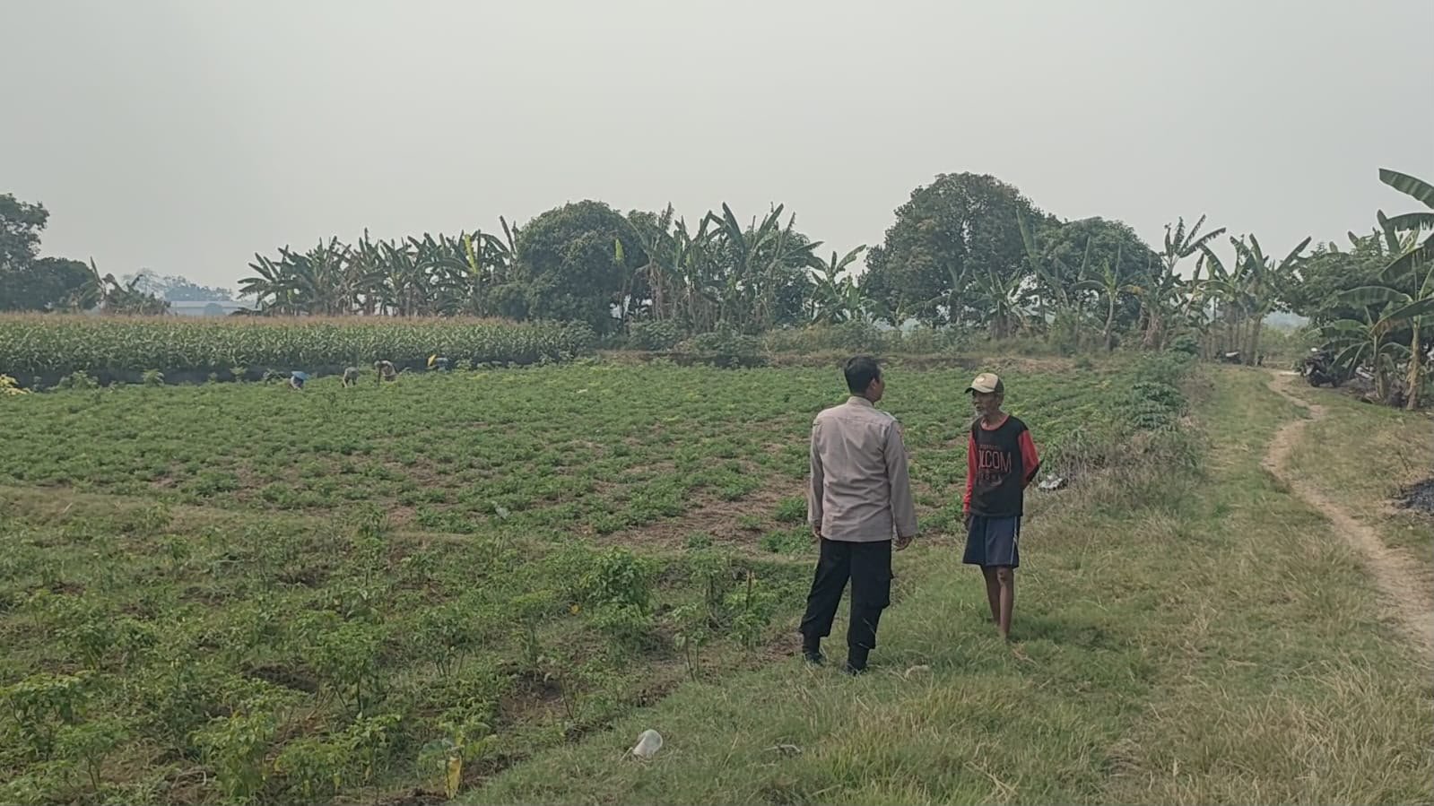 Tanaman Cabai Jadi Fokus Pemantauan Polsek Sidayu dalam Mendukung Swasembada Pangan