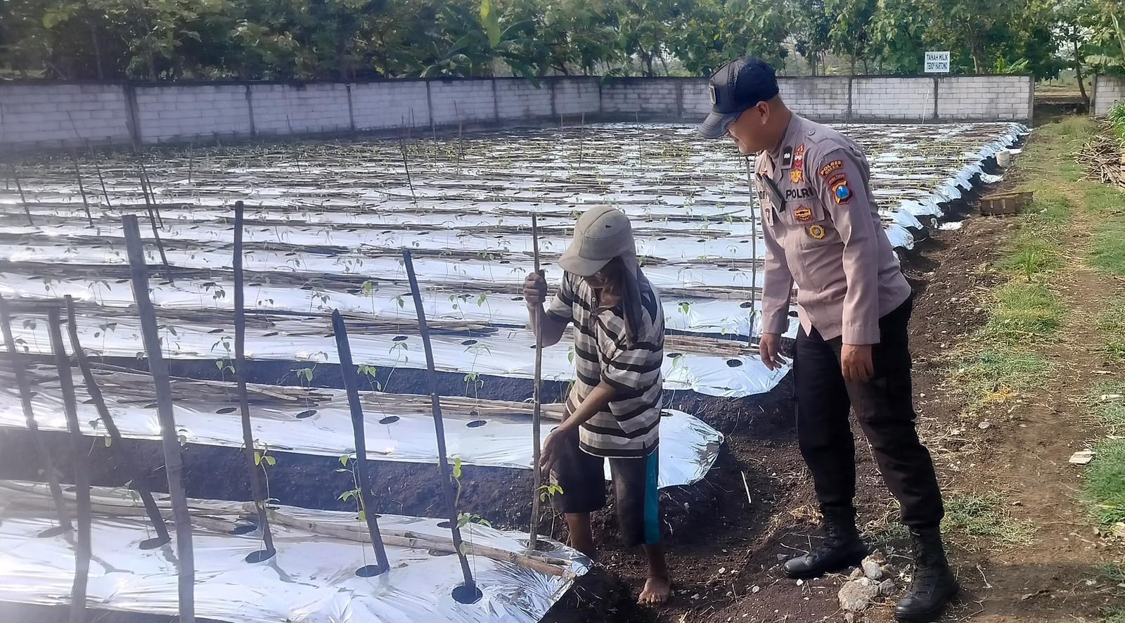 Cek Tanaman Lombok di Bringkang, Polsek Menganti Teguhkan Komitmen Dukung Swasembada Pangan