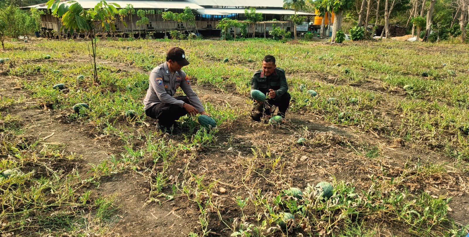 Cek Budidaya Semangka, Polsek Panceng Dukung Program Swasembada Pangan Nasional