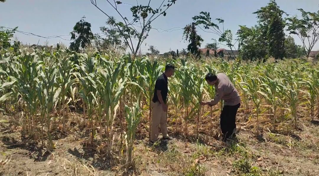 Sinergi dengan Masyarakat, Polsek Balongpanggang Dukung Budidaya Jagung di Kedungpring