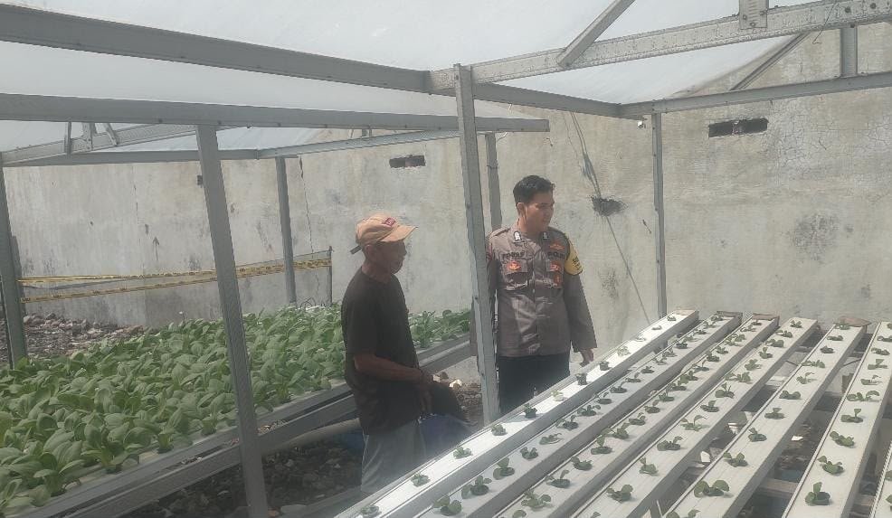Tanaman Sawi Jadi Sasaran Pemantauan, Polsek Driyorejo Dukung Program