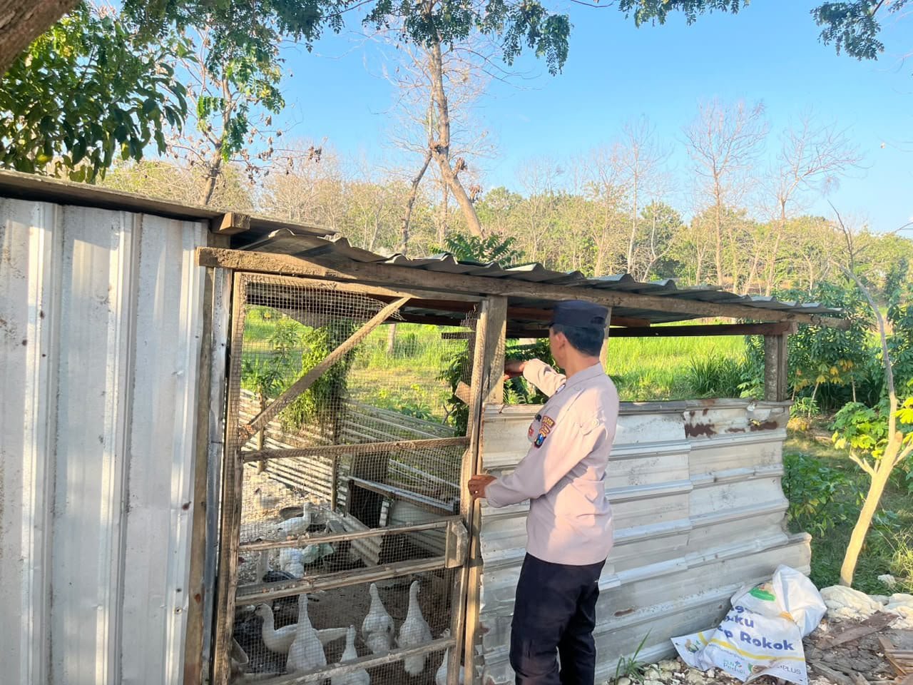 Polri Hadir Dukung Peternak, Polsek Panceng Cek Kandang Bebek Mentok