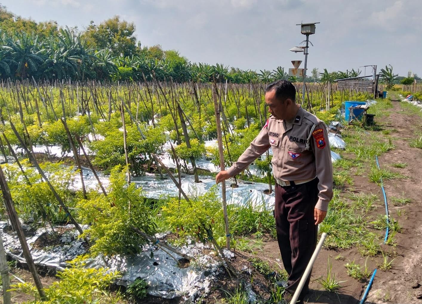 Dukung Swasembada Pangan, Polsek Kawasan Pelabuhan Cek Kolam Budidaya Ikan di Gresik