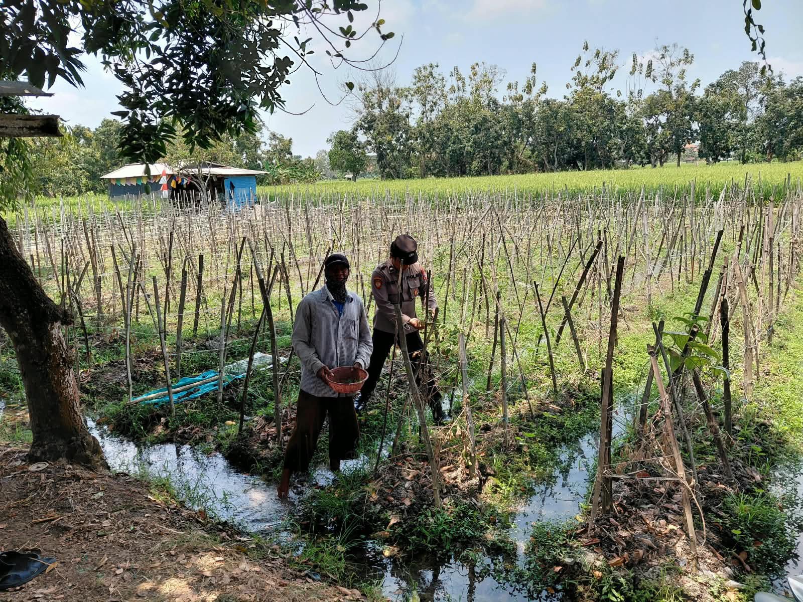 Dorong Potensi Pertanian Lokal, Polsek Sidayu Tinjau Tanaman Melon di Desa Lasem