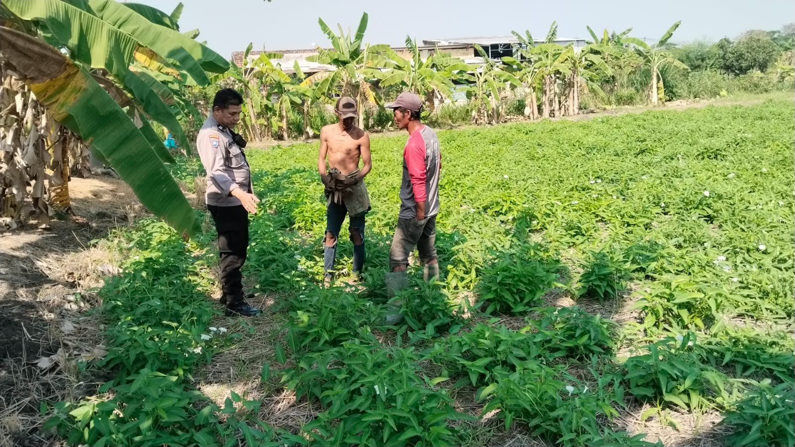 Polri Dukung Pangan Mandiri, Polsek Benjeng Pantau Perkembangan Kangkung di Kalipadang