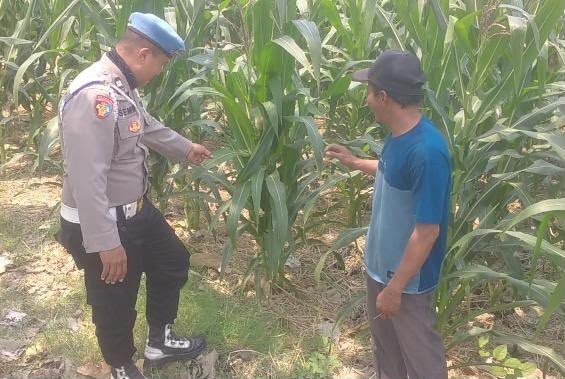 Pastikan Pertumbuhan Optimal, Polsek Balongpanggang Pantau Tanaman Jagung di Desa Dapet