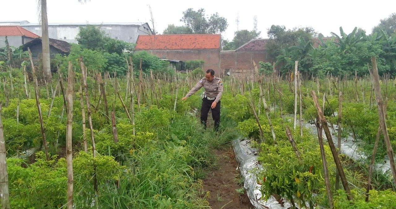 Dukung Program Ketahanan Pangan, Polsek Menganti Perhatikan Sektor Pertanian Cabai