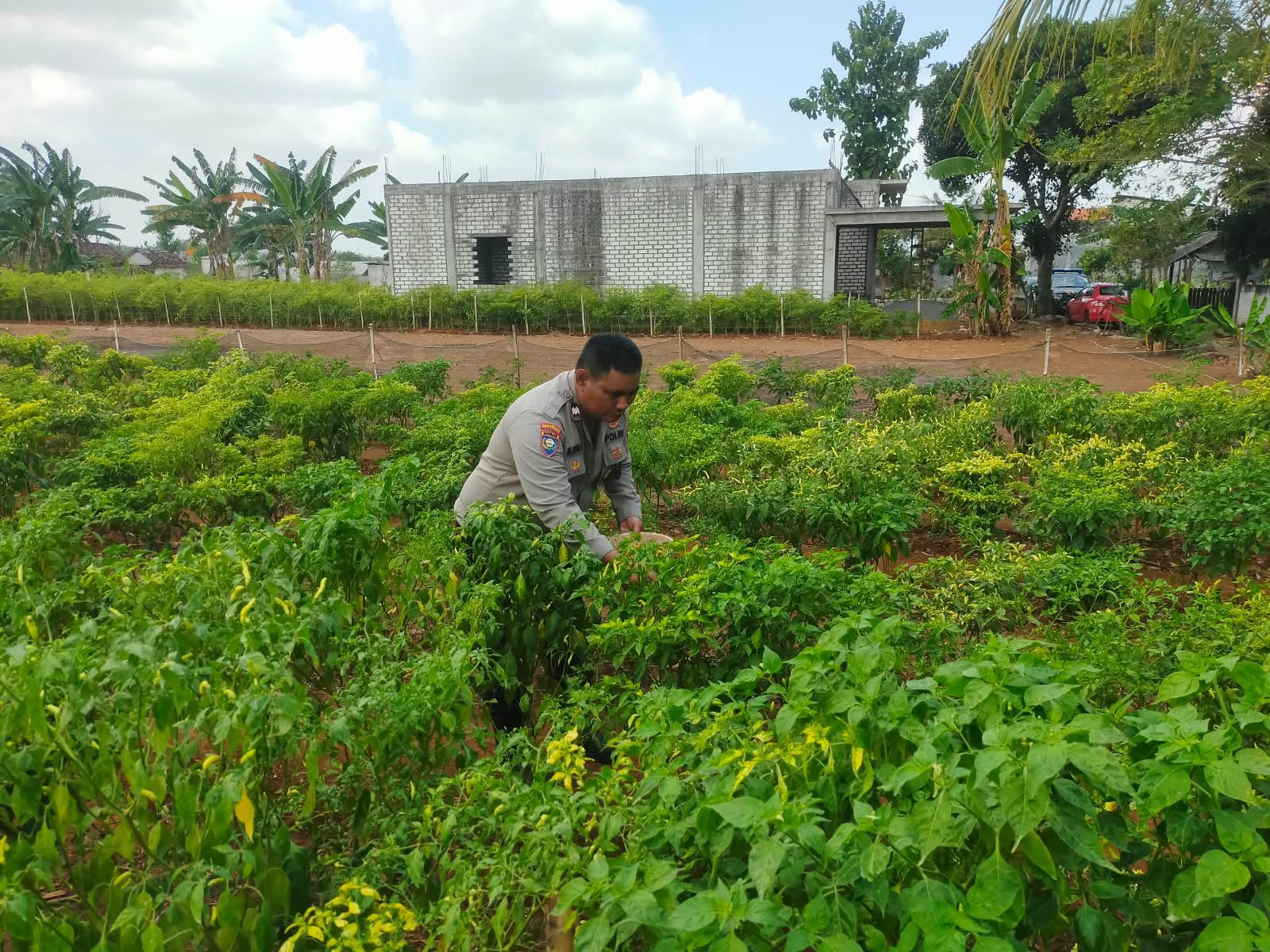 Dukung Swasembada Pangan, Polsek Dukun Cek Perkembangan Tanaman Cabai di Desa Mentaras