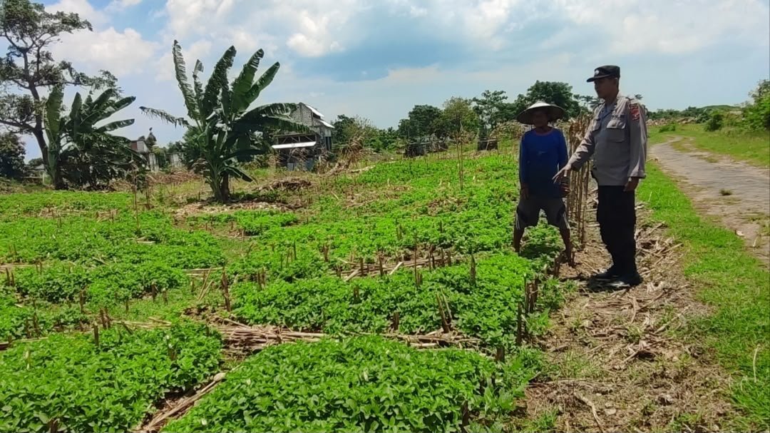 Polsek Bungah Cek Tanaman Kacang Hijau di Desa Melirang, Dukung Ketahanan Pangan Nasional