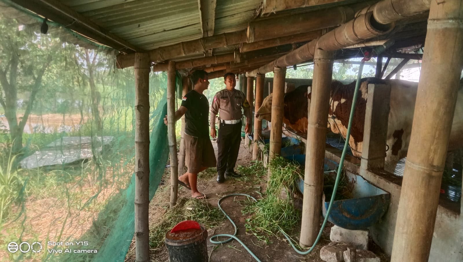 Polsek Driyorejo Cek Peternakan Sapi di Desa Periken, Dukung Ketahanan Pangan Nasional