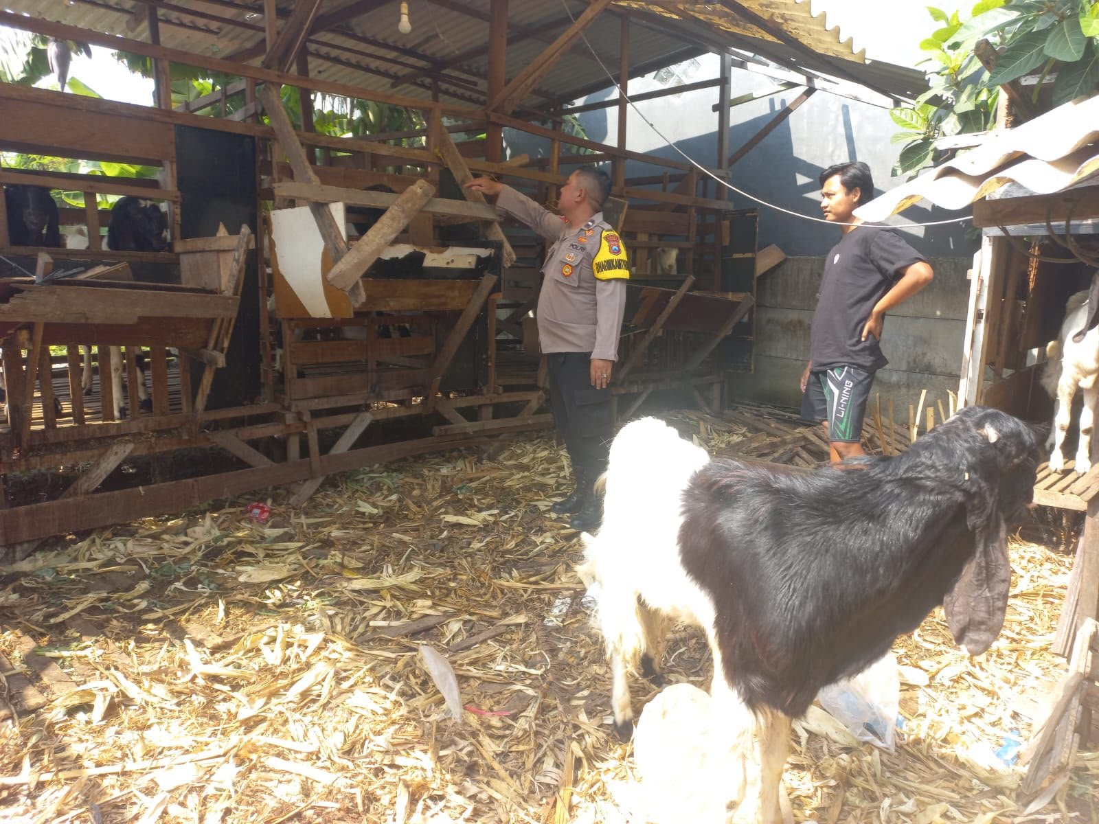 Polsek Cerme Cek Peternakan Kambing di Desa Banjarsari, Dukung Ketahanan Pangan Nasional