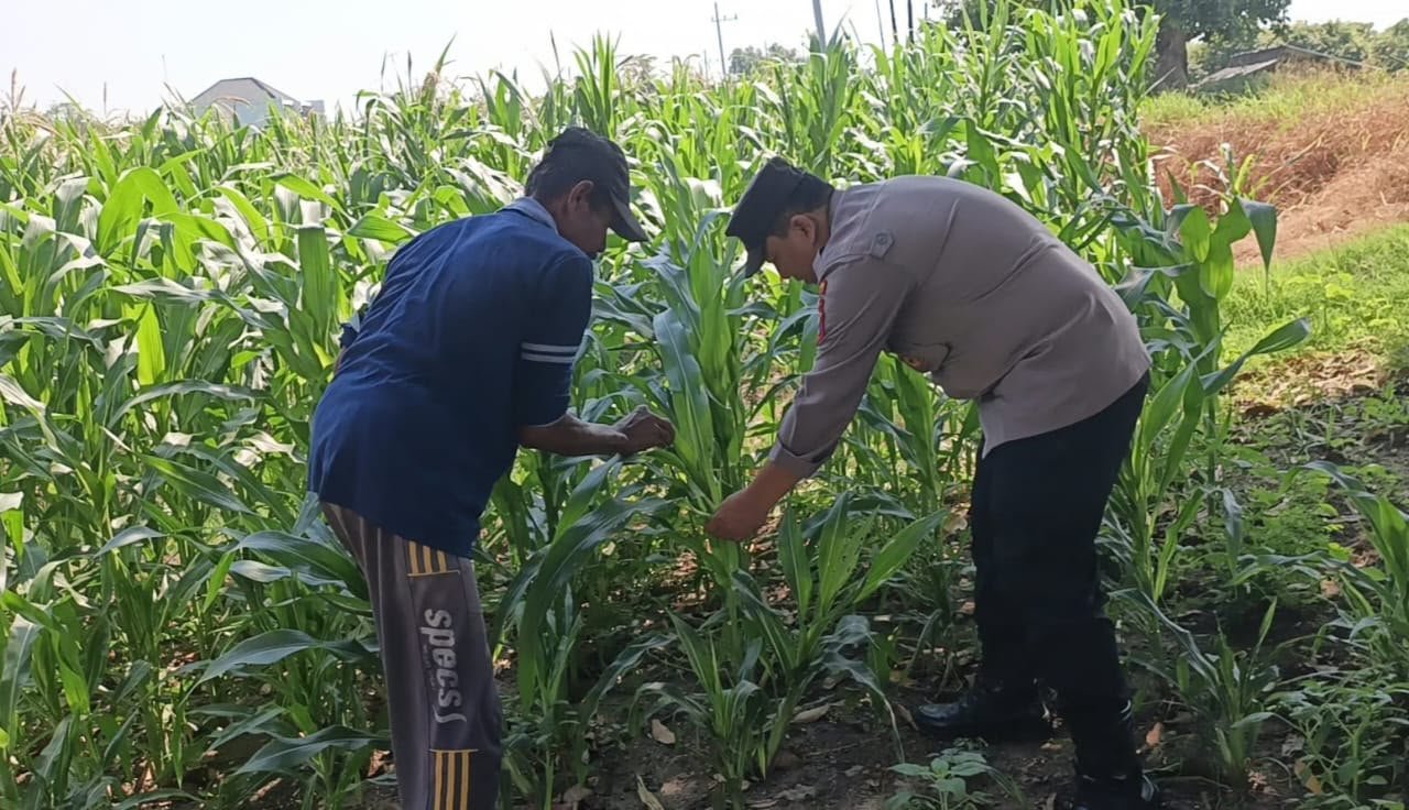 Polres Gresik Cek Tanaman Jagung di Sumengko, Sukseskan Swasembada Pangan