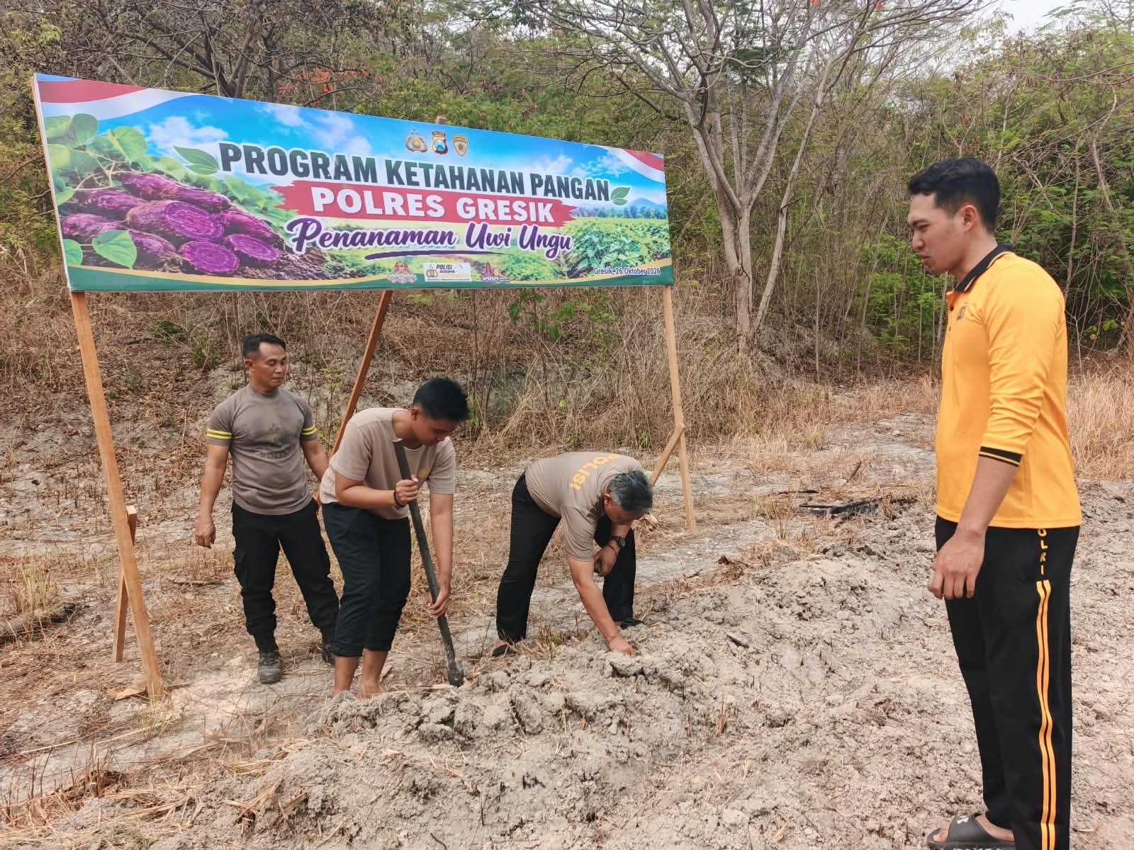 Wujud Nyata Ketahanan Pangan, AKP Moch. Dawud Pimpin Penanaman 18 Kg Uwi Ungu di Gresik