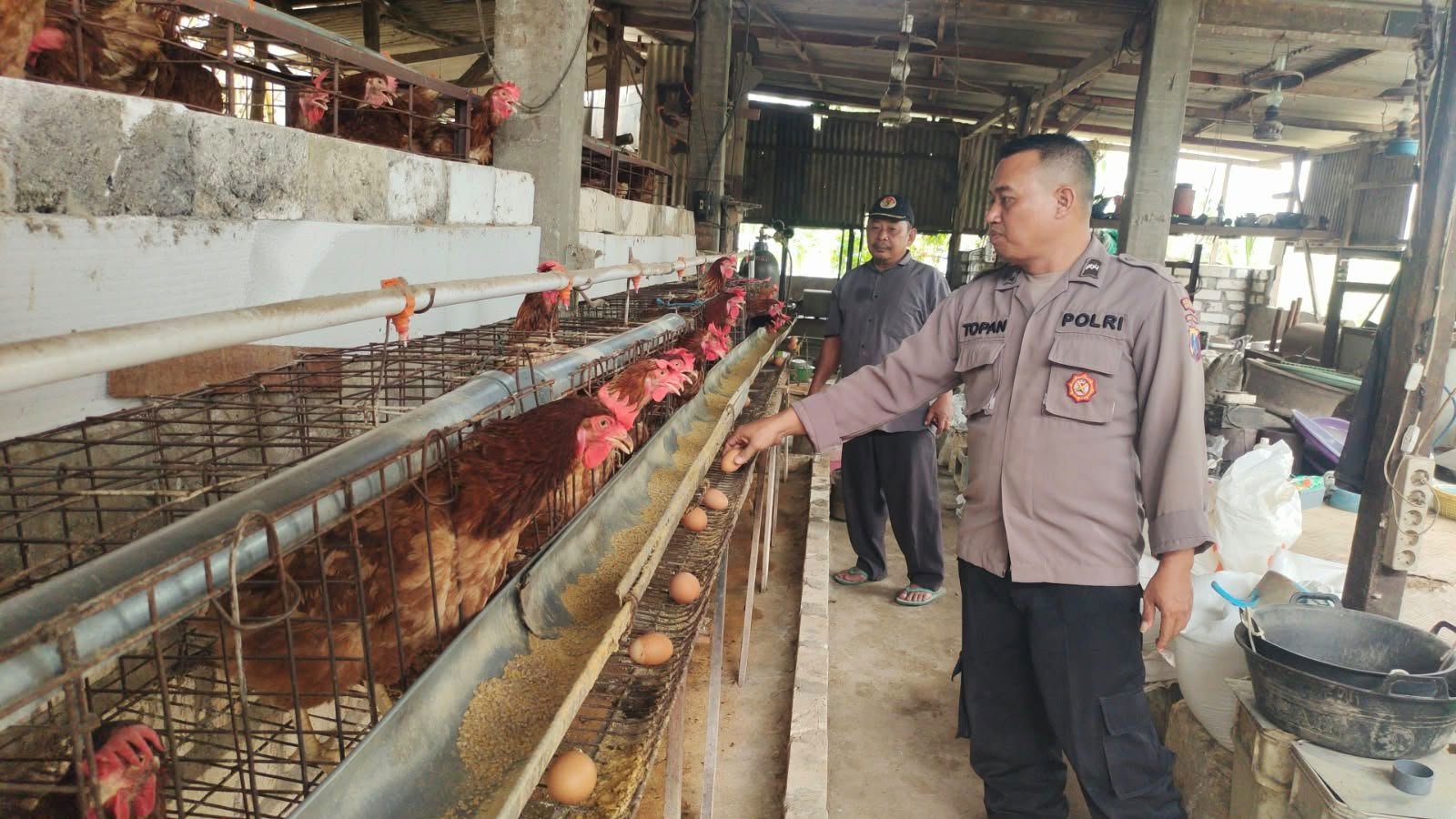 Dukung Ketahanan Pangan Nasional, Polres Gresik Cek Langsung Peternakan Ayam Petelur di Kedungsumber