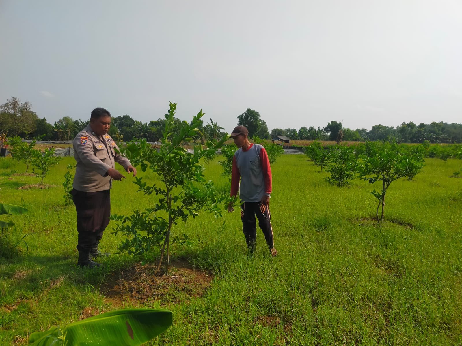 Langkah Nyata Polres Gresik Dukung Swasembada Pangan, Kebun Jeruk Warga Dipantau Berkala